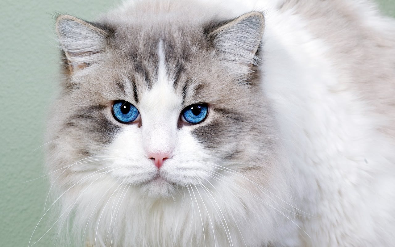 бенгальская кошка с голубыми глазами