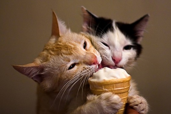 коты едят мороженое