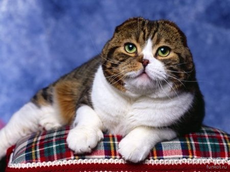 красивый котик шотландской породы