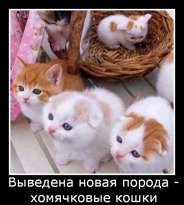 Трехцветные кошки и котята (15 фото)
