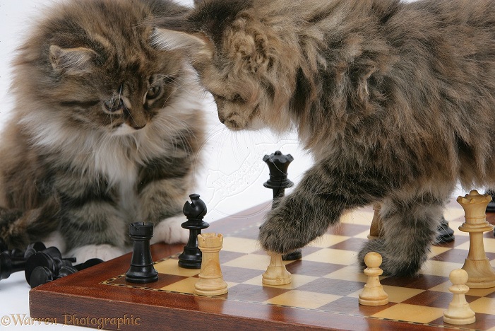 funkot.ru/wp-content/uploads/2013/10/Maine-Coon-playing-chess.jpg