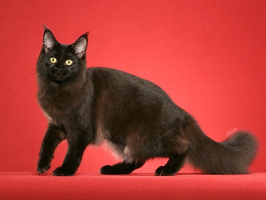 черная кошка мейн кун
