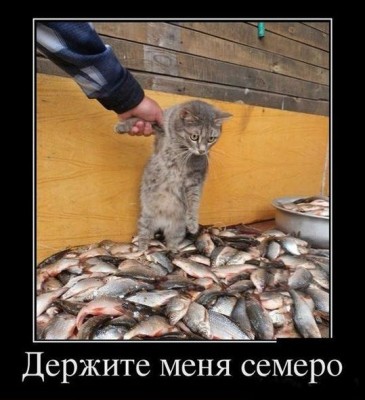 кот и много рыбы