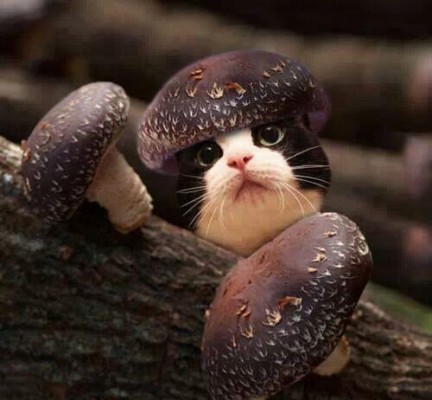 кот в шляпке из гриба