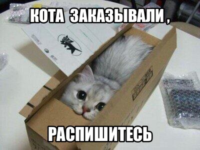 котик в коробке