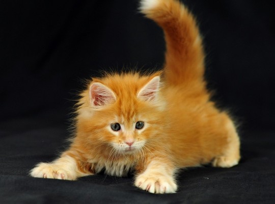 рыжий котенок мейн кун с хвостом вверх