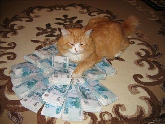 у кота много денег