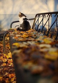 кот в листьях