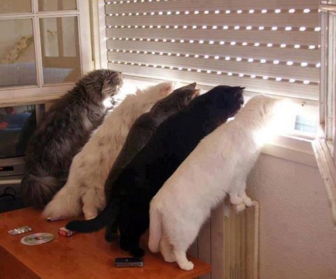 кошки смотрят в окно