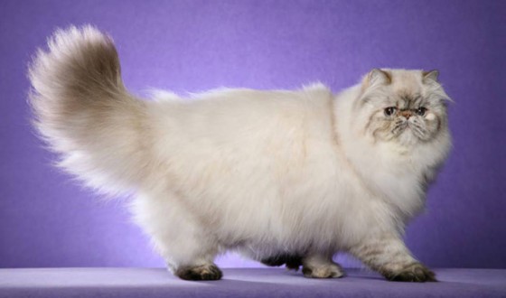 белая кошка персидской породы