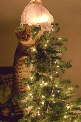 кот наряжает елку