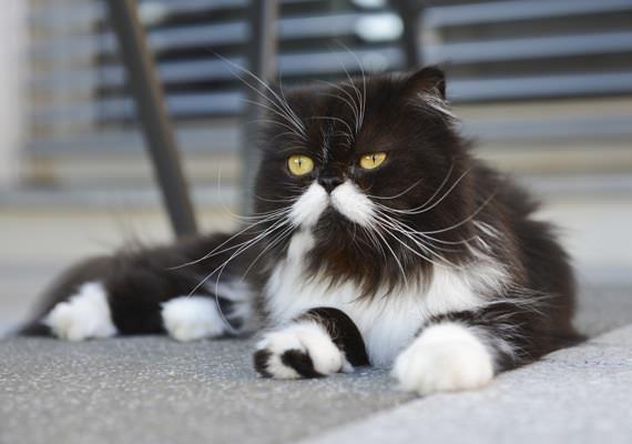 персидский кот черно-белый