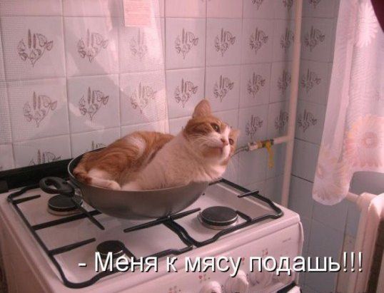 кот на сковородке