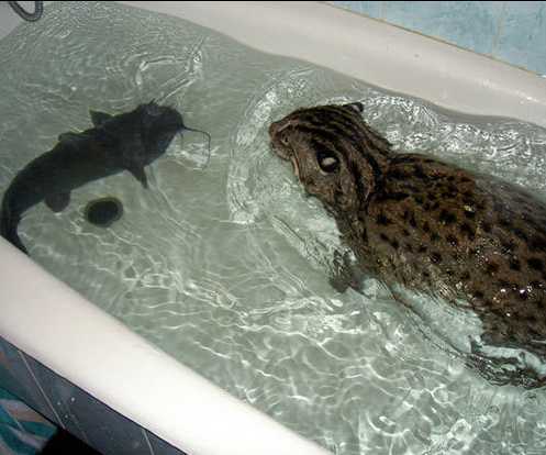 кот рыболов в ванной