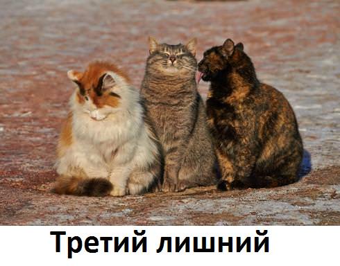 три кошки