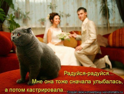 кот на свадьбе