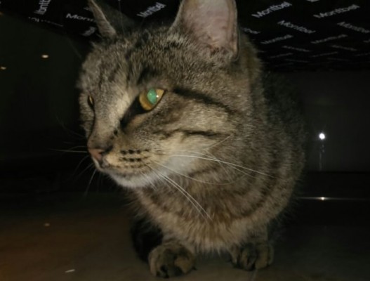 котик обжора из Владивостока