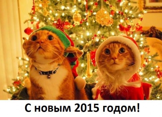 котики с новым годом