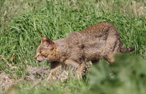камышовый кот в траве