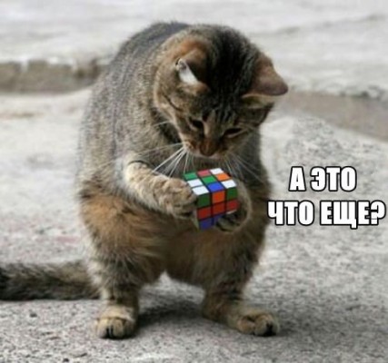 кот с кубиком рубиком