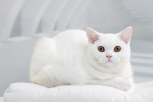 британская кошка белого окраса
