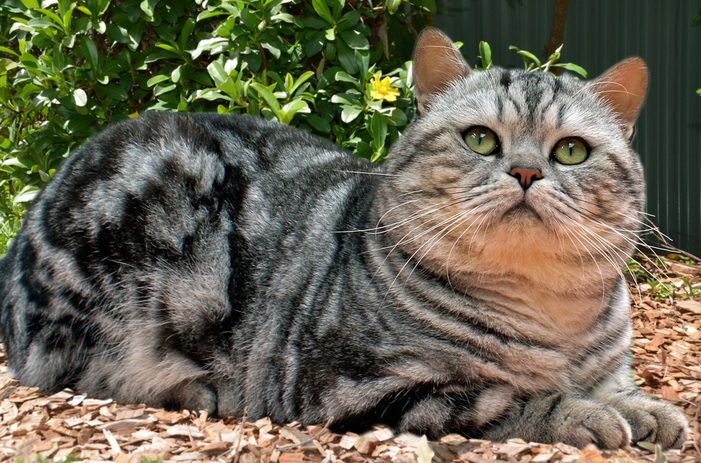 Британские кошки — величественные и округлые (25 фото)