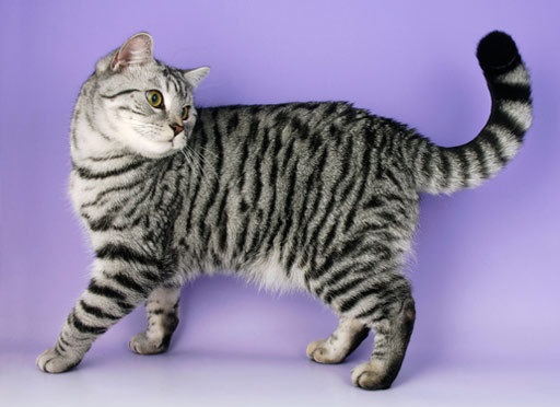 бритаская кошка с закругленным хвостом