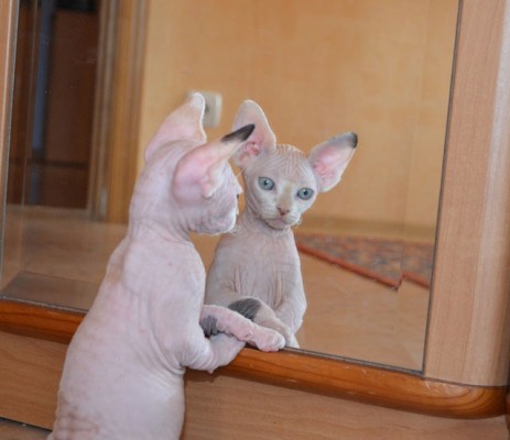 котик сфинкс в зеркале