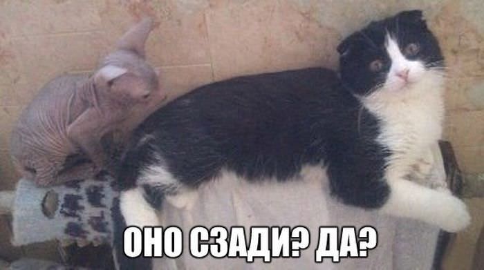 Сфинксы Кошки Смешные Фото
