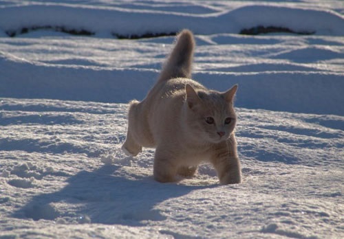 кот бежит по снегу