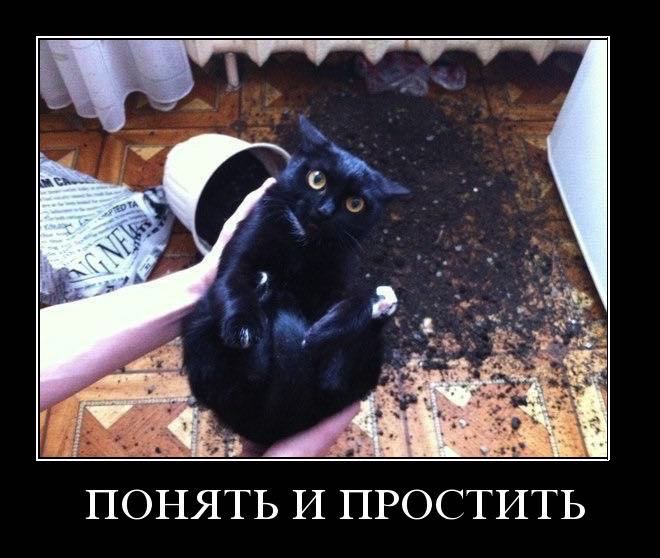 Смешное Фото Черного Кота