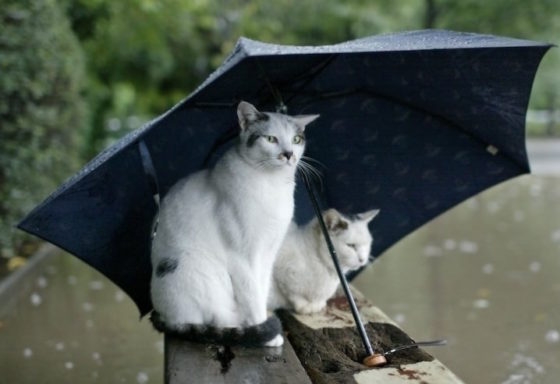 коты под зонтом