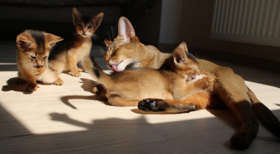 абиссинская кошка с котятами