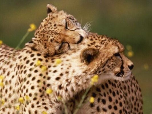 влюбленные гепарды